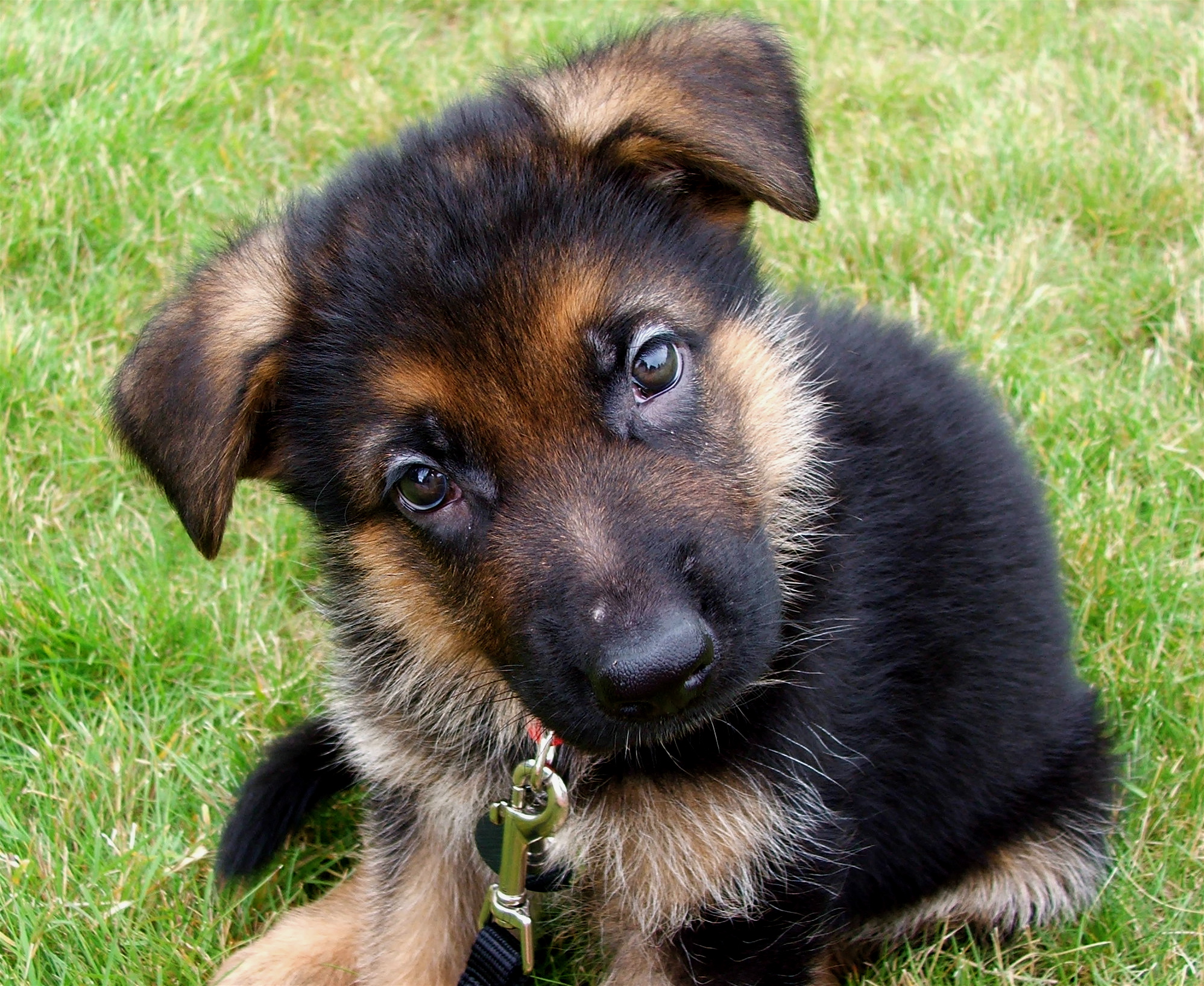 a german shepherd