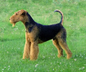 Airedale1