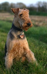 Airedale5