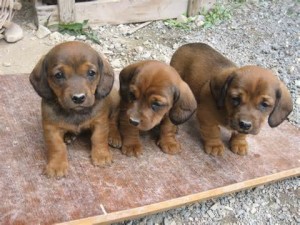 Alpine Dachsbracke puppies