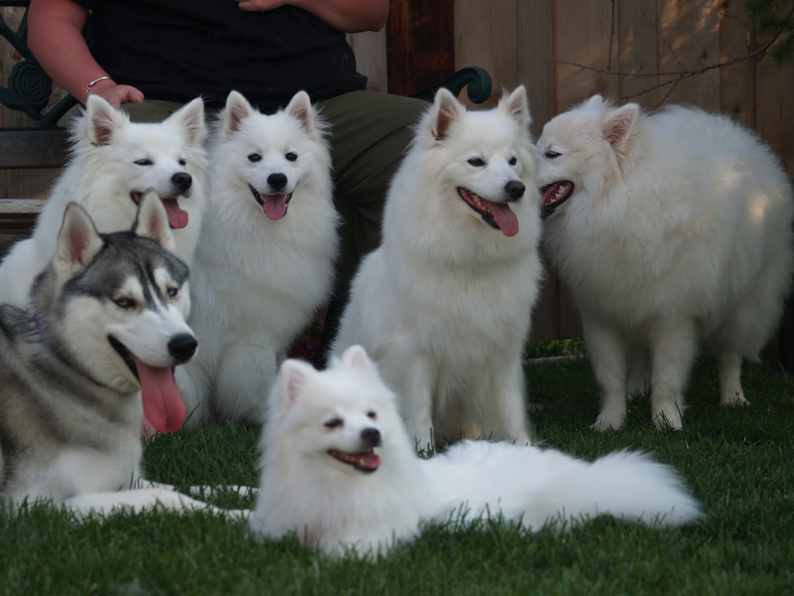 American Eskimo Puppy Dog American Eskimo Puppy Dog