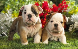 bulldog pups