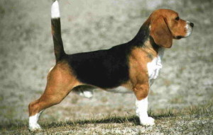 Beagle3